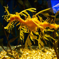 And of course my favourites, the Leafy Sea Dragons!